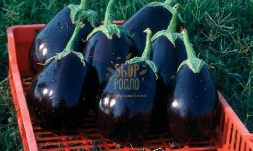 Семена баклажана Сара  F1 , ранний гибрид, "Cora SEEDS" (Италия), 50 шт (Фас.)