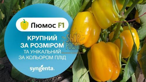 Насіння перцю Люмос F1, ранній кубовидний жовтий гібрид, "Syngenta" (Швейцарія), 500 шт