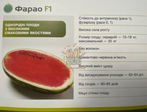 Семена арбуза Фарао F1, среднеспелый гибрид,  "Syngenta" (Швейцария), 1 000 шт