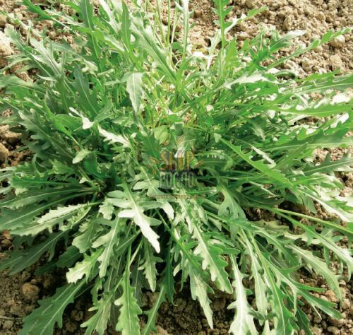 Насіння руколи Рокіта, всесезонний зелений сорт, "Коуел" (Італія), 50 г