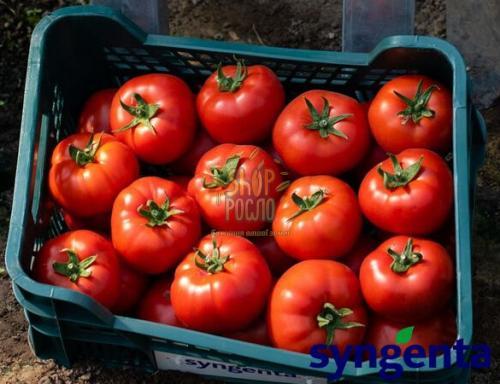 Семена томата Девонет F1, полудетерминантный ультраранний гибрид, "Syngenta" (Швейцария), 500 шт