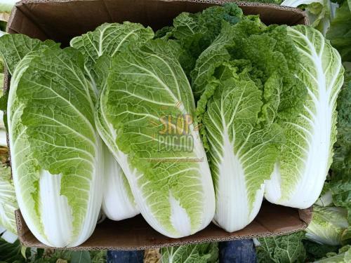 Насіння капусти пекінської Яморі F1 "Kitano Seeds" (Японія), 1 000 шт