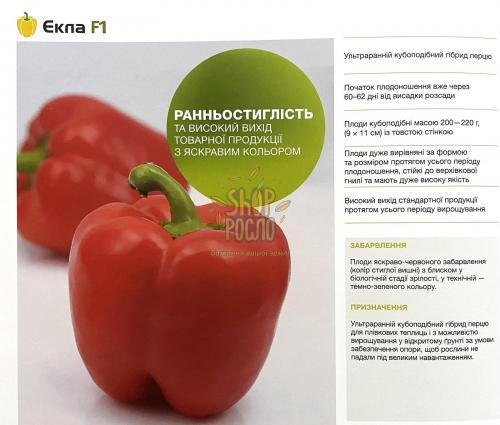 Насіння перцю Екла F1, ранній кубовидний гібрид, "Syngenta"  (Швейцарія), 500 шт