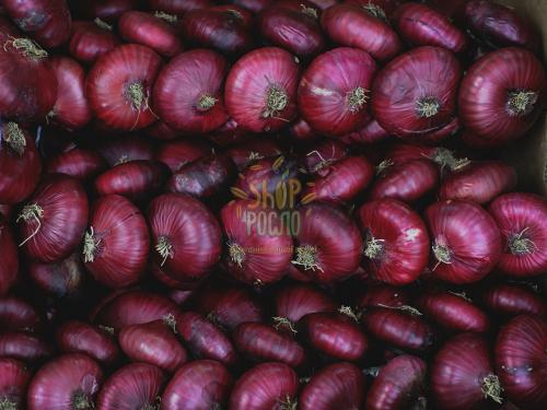 Насіння цибулі ріпчастої Ялтинський,  "Lucky Seed" (Україна), 1 000 шт