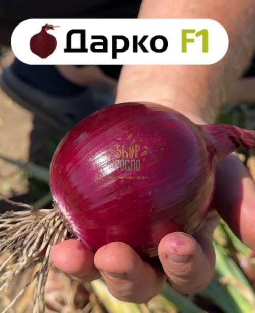 Семена лука репчатого Дарко F1, среднеранний гибрид, Syngenta (Швейцария), 50 000 шт