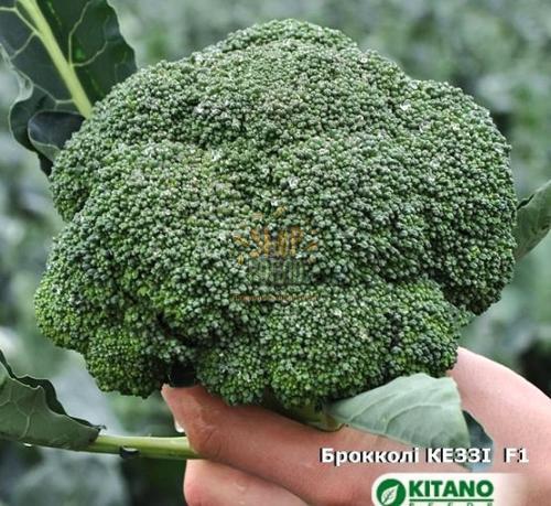 Семена капусты брокколи Кези F1, среднеспелый гибрид, "Kitano Seeds" (Япония), 1 000 шт
