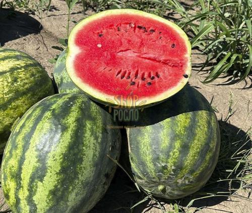 Насіння кавуна Сенсей F1, ранній гібрид, "Sakata (Японія), 1 000 шт