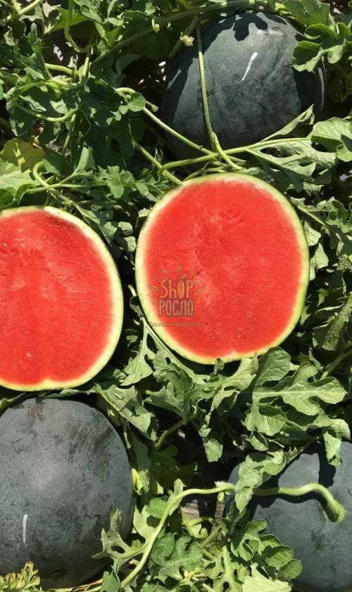 Насіння кавуна Стайл F1, безнасінєвий, ранній гібрид, "Nunhems Bayer" (Голландія), 1 000 шт