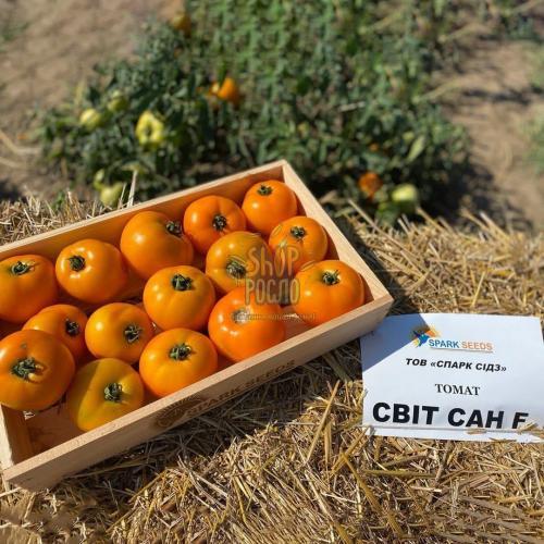 Семена томата Свит Сан F1, детерм., крупноплодный гибрид, "Spark Seed" (Голландия), 2 500 шт