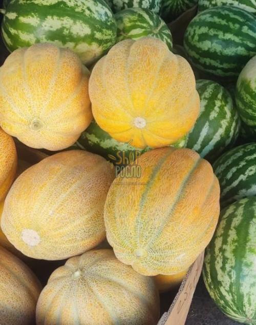 Семена дыни Танга, среднеспелый сорт, тип Эфиопки, "Solare Sementi" (Италия), 500 г