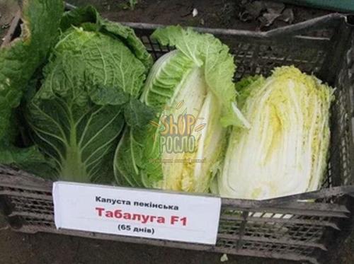 Капуста пекинская Табалуга F1, среднеспелый гибрид, Sakata (Япония), 1 000 шт