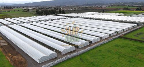 Плівка теплична зі стабілізатором  SUNSAVER CLEAR, 16 м/150 мкм/1 м, "Ginegar" (Ізраїль)