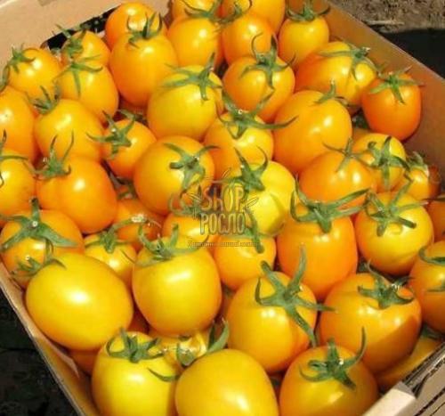 Насіння томату Єллоу Рівер F1, кущовий ранній жовтий гібрид, "United Genetics" (США), 1 000 шт