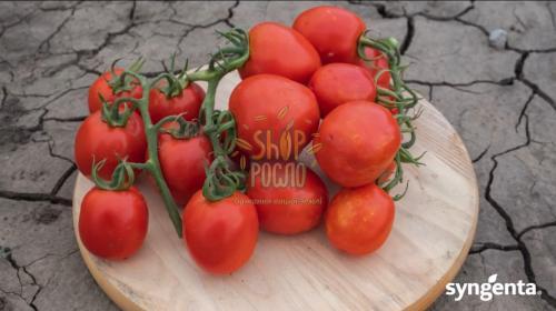 Семена томата Джералдина F1, кустовой ранний гибрид, Syngenta (Швейцария), 1 000 шт