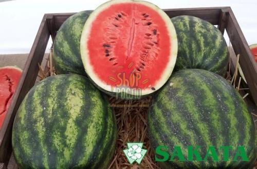 Насіння кавуна Сенсей F1, ранній гібрид, "Sakata (Японія), 1 000 шт