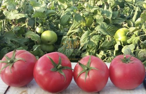 Насіння томату  КС 307 F1 / KS 307 F1, індет.рожевий ранній гібрид, Kitano Seeds (Японія), 100 шт