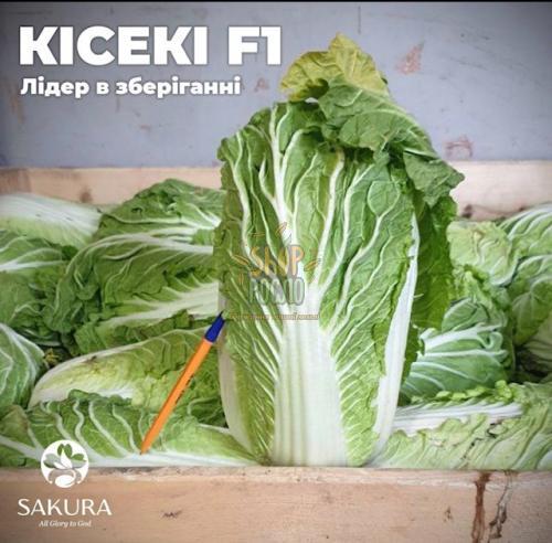 Насіння капусти пекінської Кісекі F1,  середньостигла, "Sakata" (Японія), 1000 шт