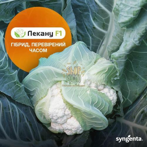 Насіння капусти цвітної Лекану F1, "Syngenta" (Швейцарія), 2 500 шт