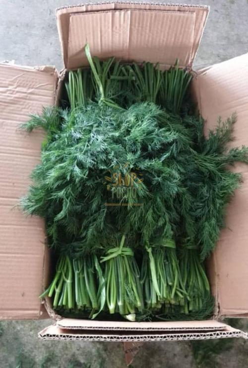 Насіння кропу Шмарагд (Смарагд),середній сорт,кущовий (Україна), ВАГОВЕ, 1 кг