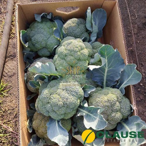 Семена капусты брокколи Вавилон (3572 CLX),  "Clause" (Франция), 2 500 шт