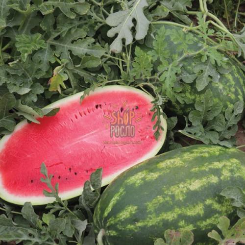 Насіння кавуна Роміна F1, середньоранній гібрид,"Cora Seeds" (Італія), 500 шт