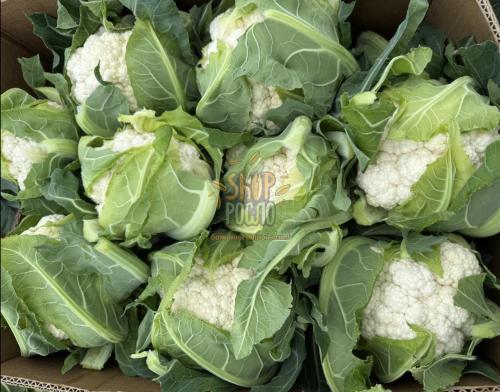 Насіння капусти цвітної Уайт Ескель F1, ранній гібрид "Sakata"  (Японія), 1 000 шт