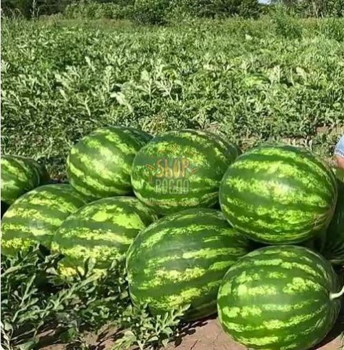 Семена арбуза Макарена F1 (CRX 10507 F1), ранний гибрид, Cora Seeds (Италия), 1 000 шт