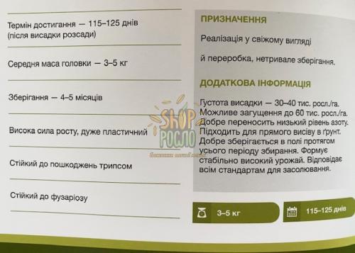 Насіння капусти білоголовой Професор, пізній гібрид, "Syngenta" (Швейцарія), 2 500 шт