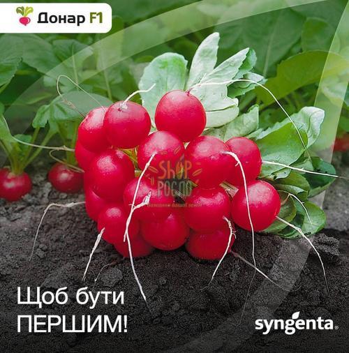 Насіння редису  Донар F1, ранній гібрид,  "Syngenta" (Швейцарія), 10 000 шт