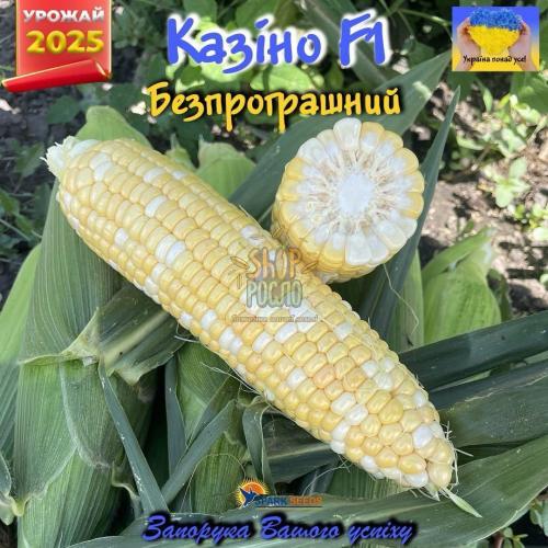 Кукуруза Казіно F1, ультра рання, суперсолодка, біколор,Spark Seeds (США), 2 500 шт