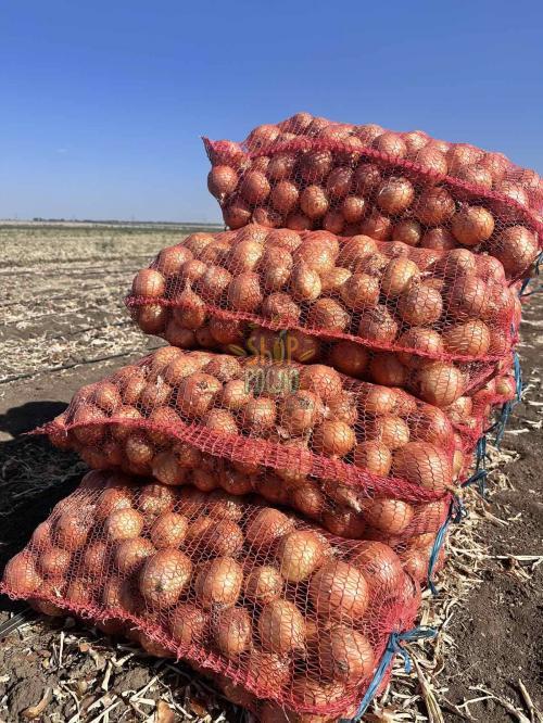 Семена лука репчатого Медуза F1, среднеранний гибрид, "Takii Seeds" (Япония), 250 000 шт