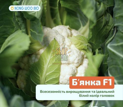 Насіння капусти цвітної  Бьянка F1, середньостиглий гібрид, "NondWoo Bio" (Корея), 2 500 шт