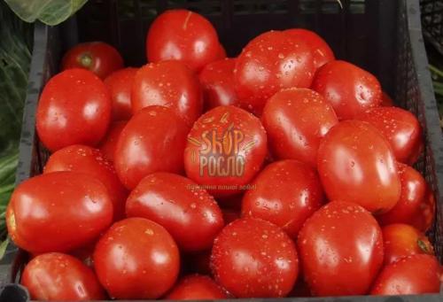 Семена томат Рио Гранде, детерминантный, среднеспелый сорт, Коуэл (Италия), 0,5 г