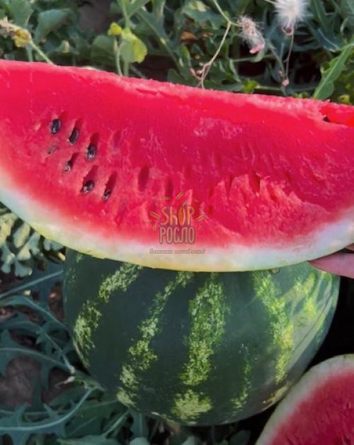 Семена арбуза Целин F1, ультраранний гибрид, "Clause" (Франция), 1 000 шт