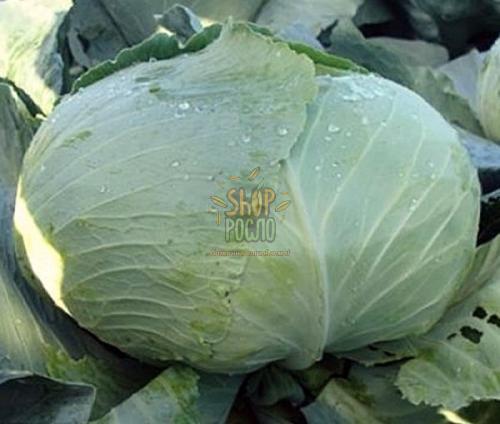 Насіння капусти білоголовой Мавунор F1, середньостиглий гібрид, "Syngenta" (Швейцарія), 100 шт (Фас)