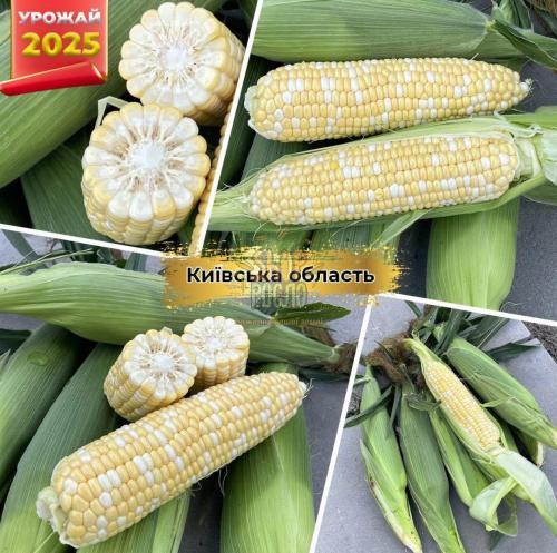 Кукуруза Казіно F1, ультра рання, суперсолодка, біколор,Spark Seeds (США), 2 500 шт