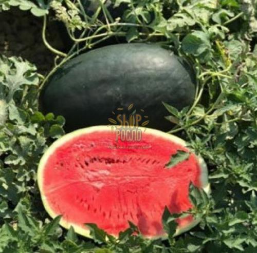 Насіння кавуна  CRX 10041  F1, ранній тип шуга бейбі, "Cora Seeds" (Італія), 1 000 шт