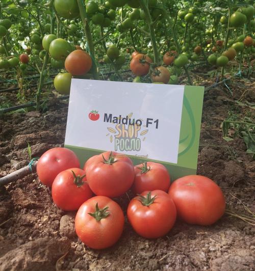 Семена томата Малдуо F1, индет.Биф, розовый  ранний гибрид, "Syngenta" (Швейцария), 500 шт