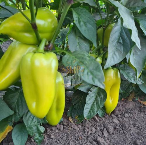 Семена перца Полет, среднеспелый красный, конический сорт, "НИЦССА" (Молдова), 20 г