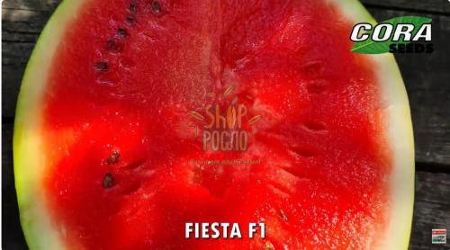 Семена арбуз Фиеста F1 (CRX 10491 F1), ультраранний гибрид, Cora Seeds (Италия), 1 000 шт