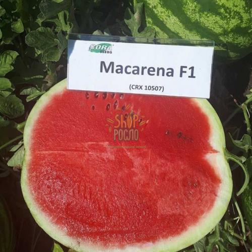 Насіння кавуна  Макарена F1 (CRX 10507 F1), ранній гібрид, "Cora Seeds" (Італія), 1 000 шт