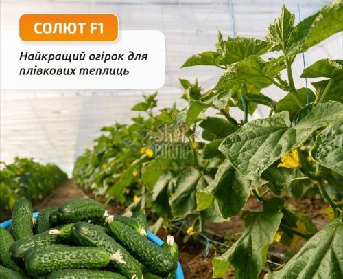 Насіння огірка Солют (Абсолют) F1, ранній гібрид, партенокарпічний, "NongWoo Bio" (Корея), 500 шт