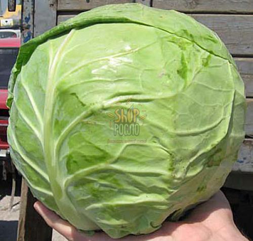 Семена капусты белокочанной Копенгаген Маркет, среднеспелый сорт,"Коуэл" (Германия), 0,5 г