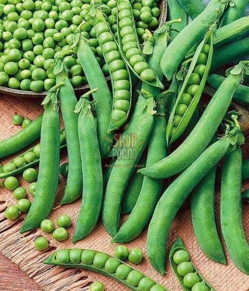 Насіння гороха Преладо, ранній овочевий сорт, Коуел (Німеччина), 250 г