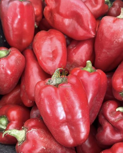 Семена перца Полет, среднеспелый красный, конический сорт, "НИЦССА" (Молдова), 50 г