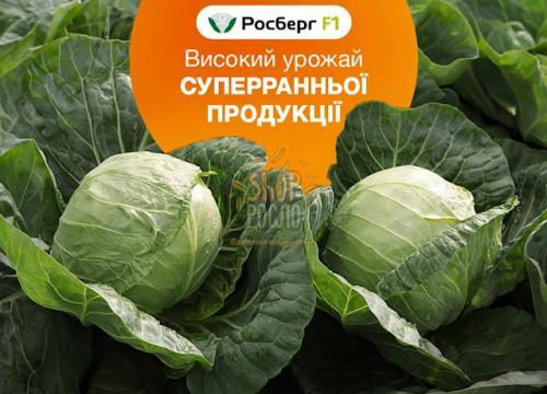 Насіння капусти білоголовой Росберг  F1, ранній гібрид, "Syngenta" (Швейцарія), 2 500 шт