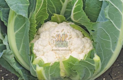 Насіння капусти цвітної  Аламбра F1, середньостиглий гібрид, "Syngenta" (Швейцарія), 2 500 шт