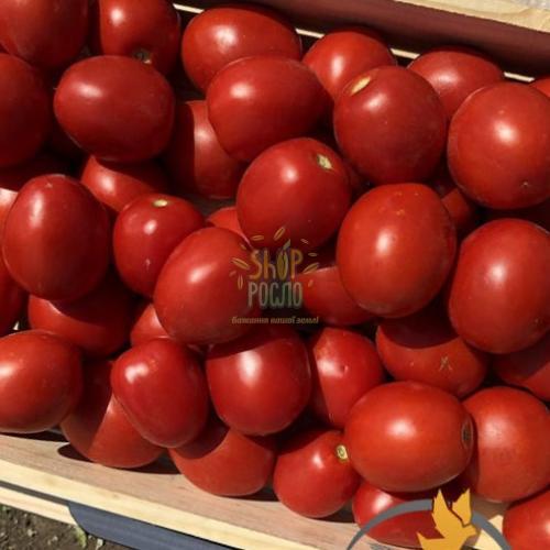 Семена томата 9969 F1, детерминантный, ранний гибрид,"Spark Seeds" (США) , 5 000 шт