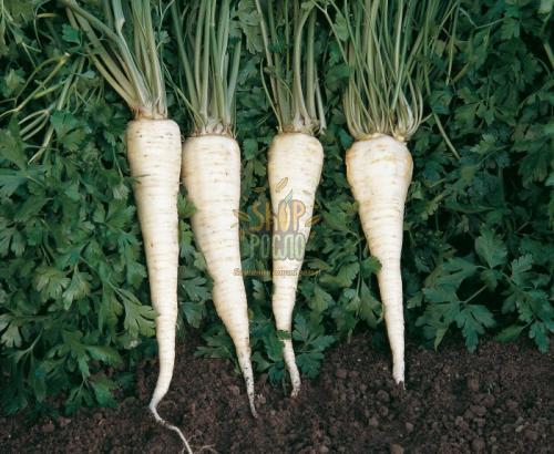 Насіння петрушки корневої Алба, "Коуел" (Німеччина), 15 г