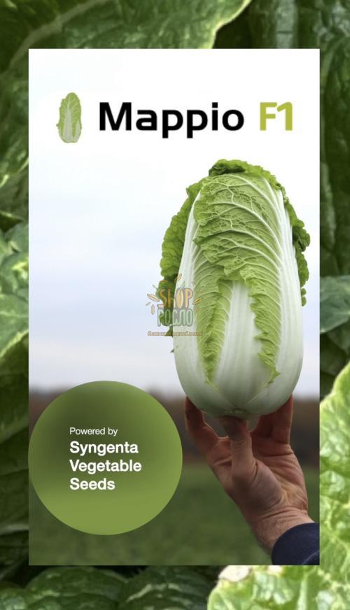 Насіння капусти пекінської Марріо F1, ранній гібрид, "Syngenta" (Швейцарія), 2 500 шт